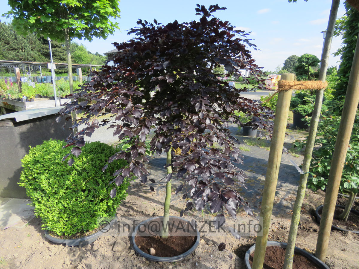 Fagus sylvatica Tortuosa Purpurea 002.JPG